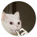 Sticker Stupid Cats 2
(@O12345654321O) - 0