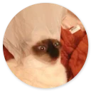 Sticker Stupid Cats 2
(@O12345654321O) - 3