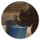 Sticker Stupid Cats 2
(@O12345654321O) - 10