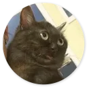 Sticker Stupid Cats 2
(@O12345654321O) - 11