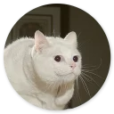 Sticker Stupid Cats 2
(@O12345654321O) - 5