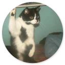 Sticker Stupid Cats 2
(@O12345654321O) - 1