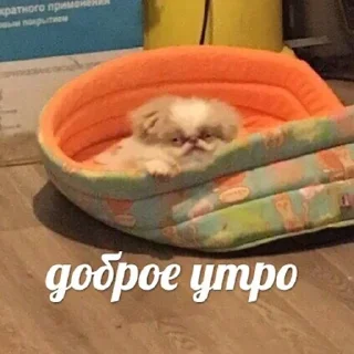 Стикер бездомжопики - 9