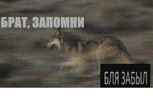 животное млекопитающее СМС