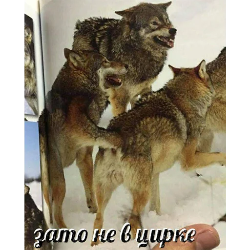 млекопитающее животное волк