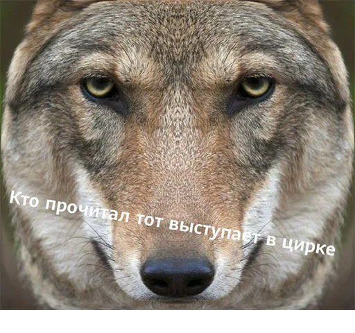 животное млекопитающее волк