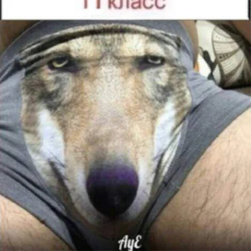 млекопитающее животное порода собак