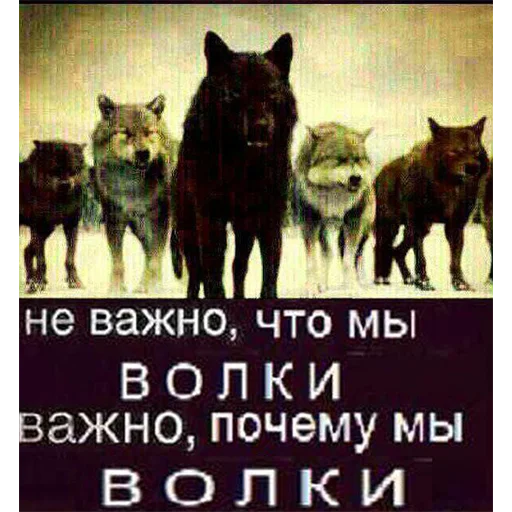 СМС животное плакат