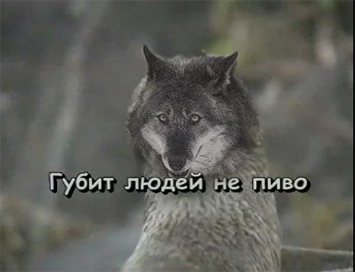 животное млекопитающее волк