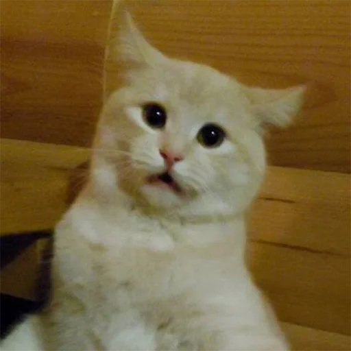 Sticker struktura_schastya - 1