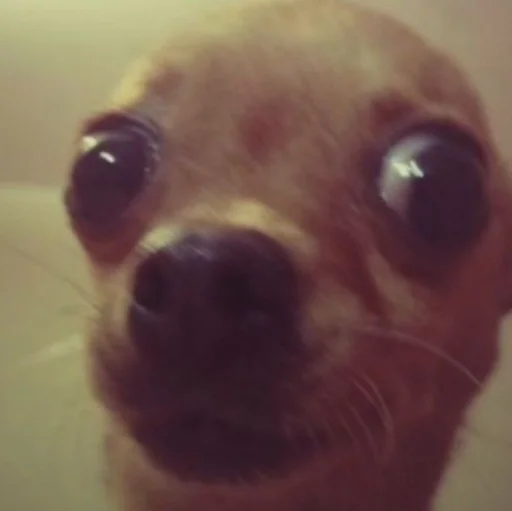 Стикер очлвлс :: @fStikBot - 1