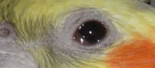 Sticker stupid довбойоби 2.0 - 8