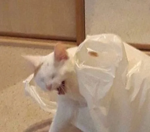 кошка комнатный животное