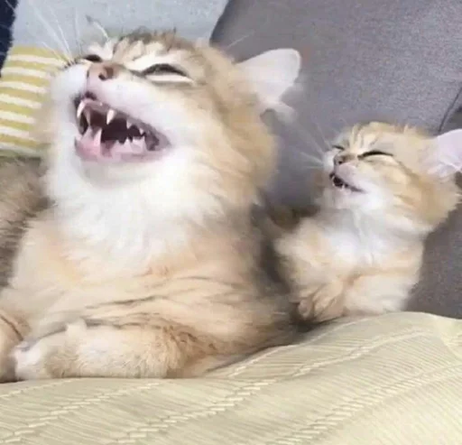 животное млекопитающее кошка