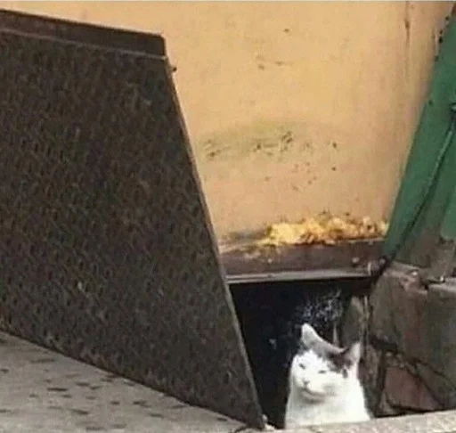 кошка земля бетон