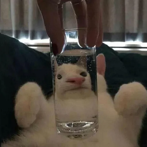 кошка комнатный питьевая вода