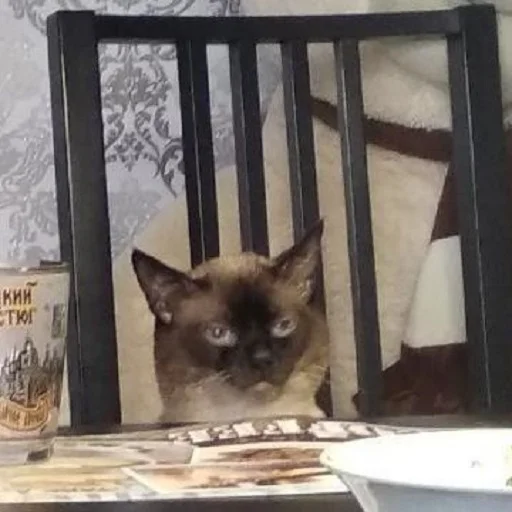 млекопитающее животное домашняя кошка