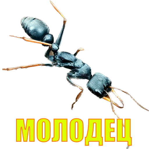 Sticker suicide753squad - 1