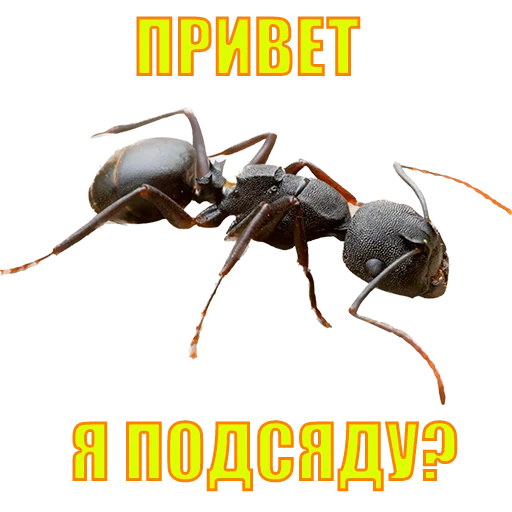 Стикер suicide753squad - 1