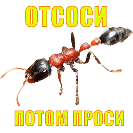 Стикер suicide753squad - 1