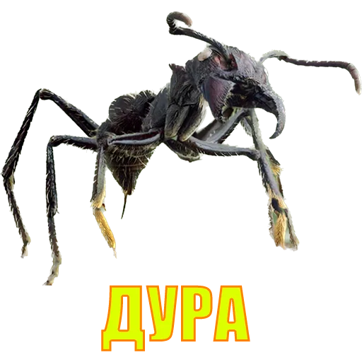 Sticker suicide753squad - 1