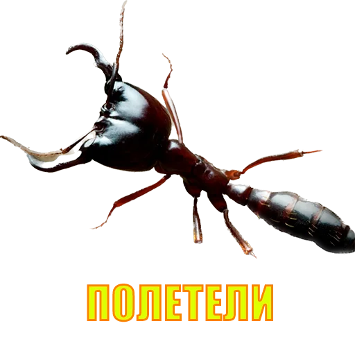 SQD || by @ecilopxob - 