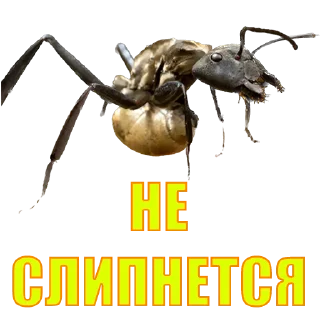 Стикер SQD || by @ecilopxob - 3