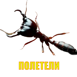 Стикер SQD || by @ecilopxob - 1