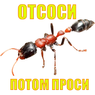 Стикер SQD || by @ecilopxob - 8