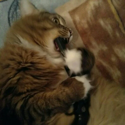 animal mammal indoor