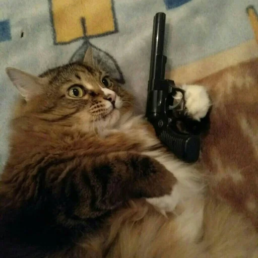 animal small to medium-sized cats mammal