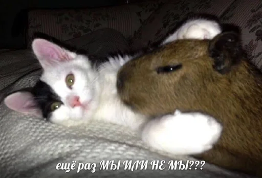 mammal animal indoor