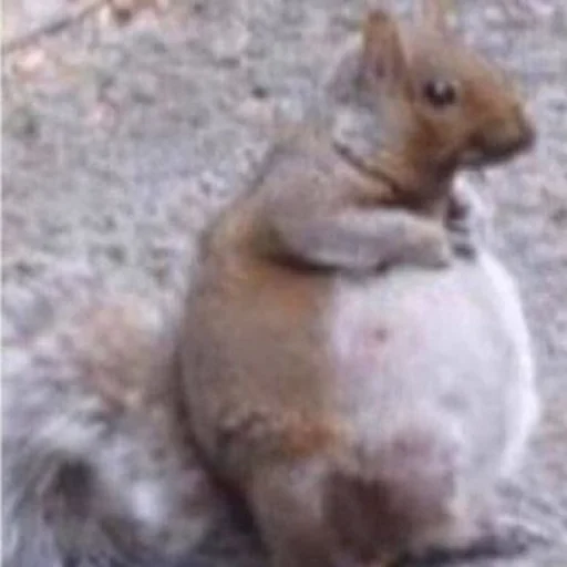 животное млекопитающее белка