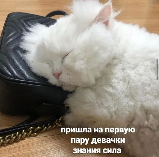 Sticker ебемся, девочки by @fStikBot - 10