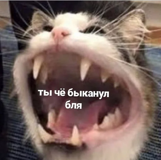 Sticker ебемся, девочки by @fStikBot - 7