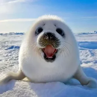 Стикер Sukajdwwrjd - 7