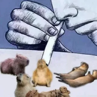 Стикер капибары 👀 от сули - 9