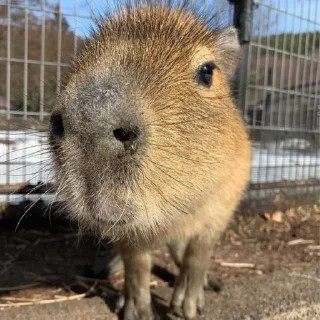 Стикер капибары 👀 от сули - 2