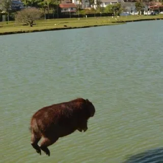 Стикер капибары 👀 от сули - 6