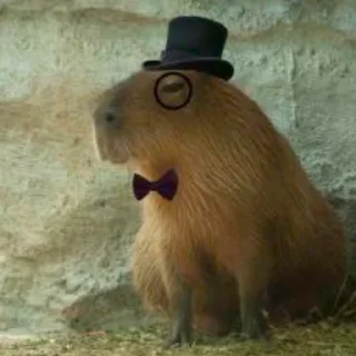 Стикер капибары 👀 от сули - 5