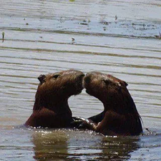 Стикер капибары 👀 от сули - 3