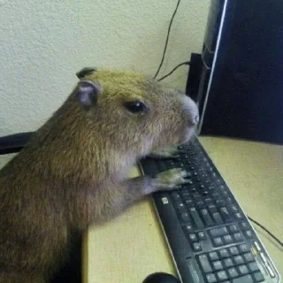 Стикер капибары 👀 от сули - 0