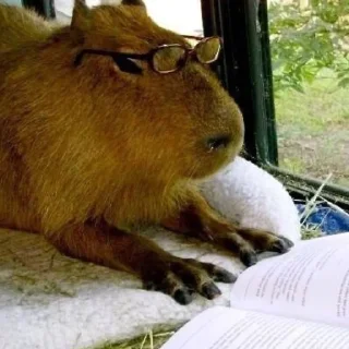 Стикер капибары 👀 от сули - 7