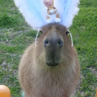 Стикер капибары 👀 от сули - 4