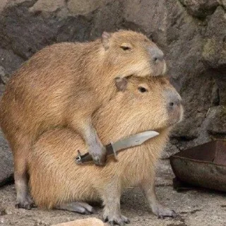 Стикер капибары 👀 от сули - 10