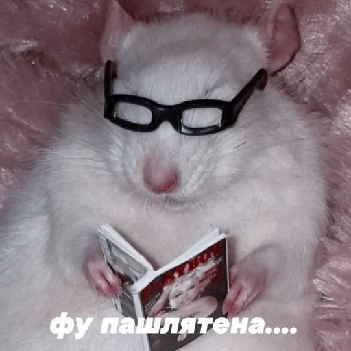 кошка очки млекопитающее