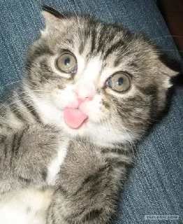 Стикер SUNRISE | @sunrise_ss14 - 2