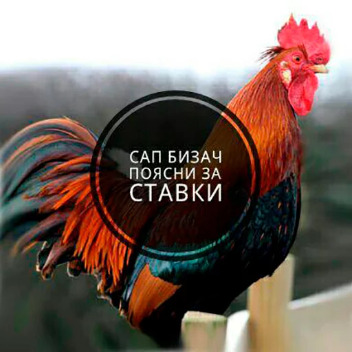 Sticker Бизач /supbiz стикерс - 9