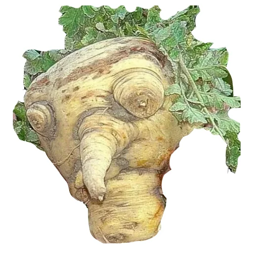 эскиз рисование овощ