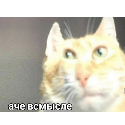 животное млекопитающее кошка